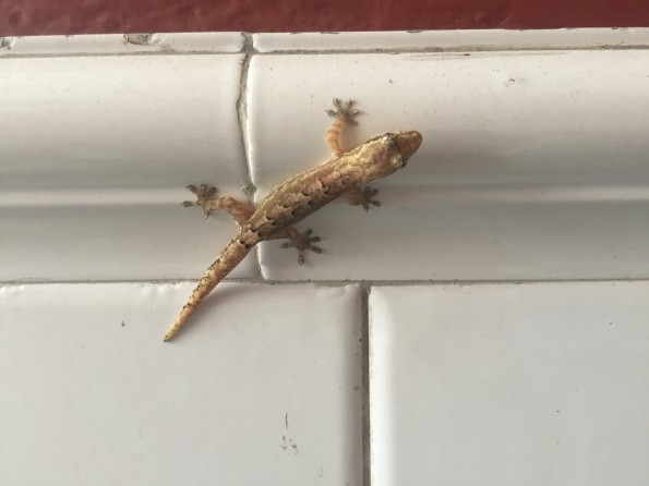 Gecko in der Wohnung