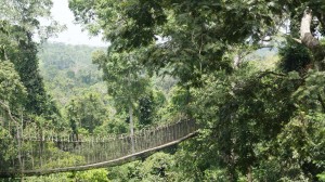 Hängebrücken im tropischen Regenwald