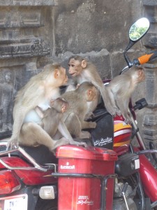 Und auch die Affen teilen meine Leidenschaft :)