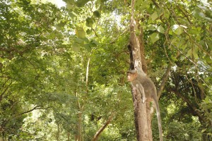 Kovai Kutralam Affe im Baum