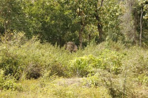 Kovai Kutralam Elefant