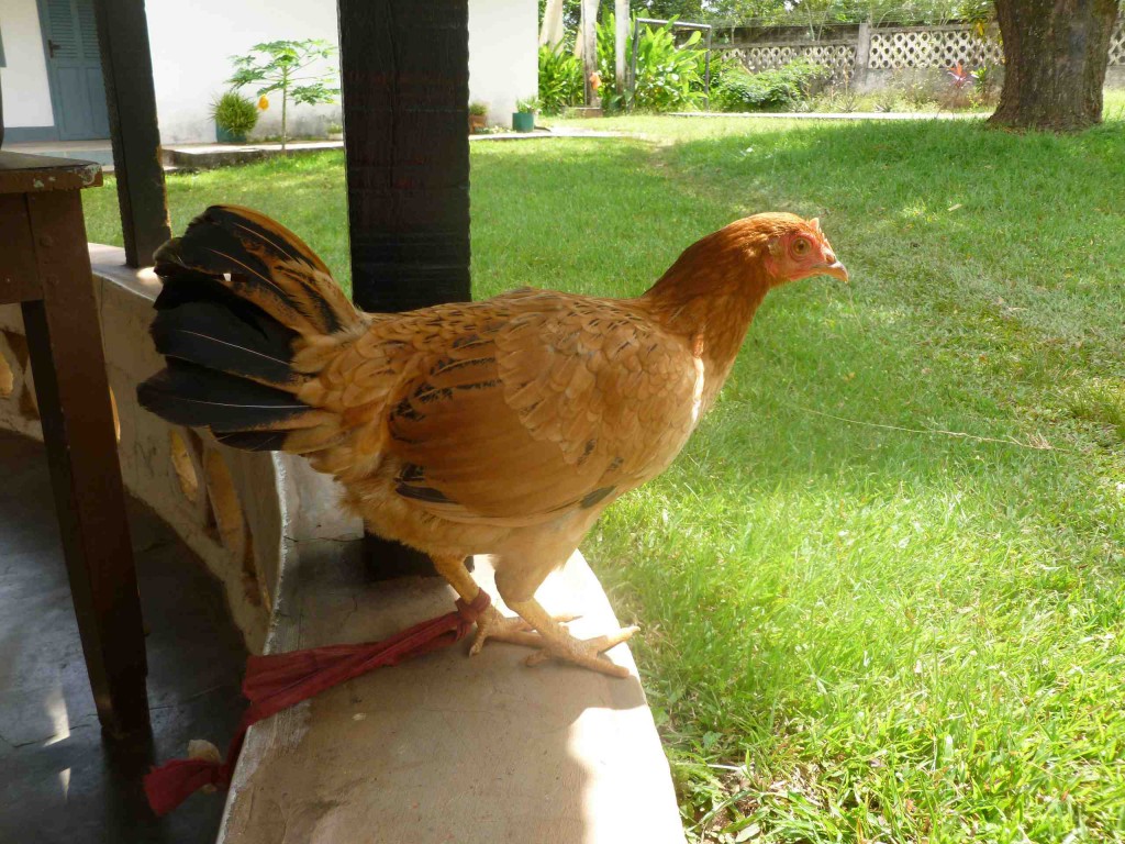 (M)ein afrikanisches Huhn - sie sind etwas kleiner als die Hühner, die ich vorher kannte