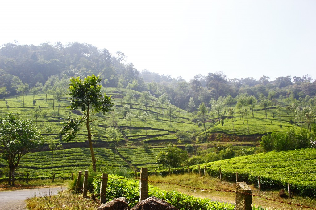 In Munnar: Teeplantagen überall! 