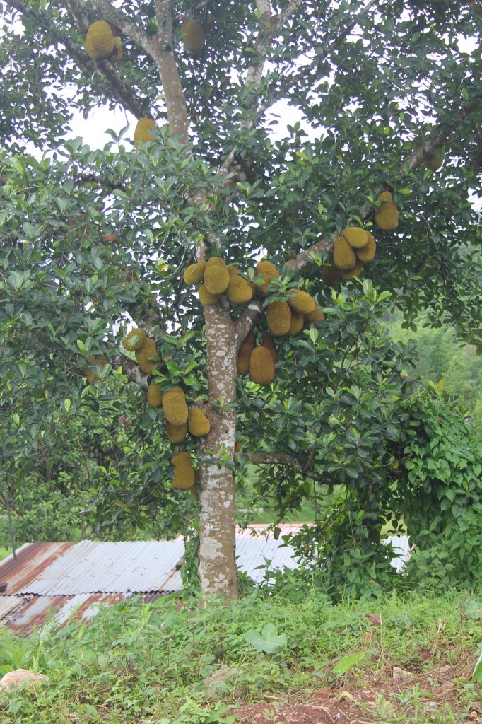 Jackfruit-Baum (gibt es hier unglaublich viel uns deswegen sehr billig)