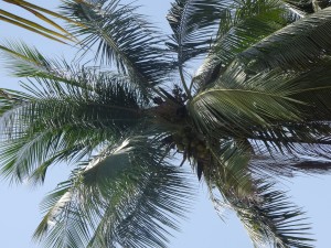 Der Palmenkletterer
