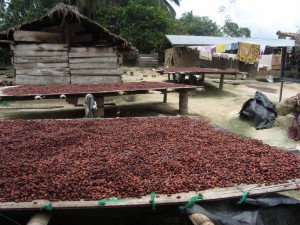 Trocknen von Kakaobohnen in einem Dorf