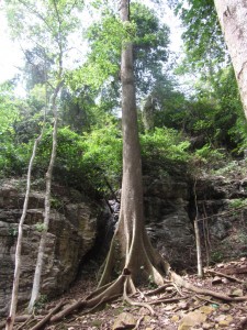 Einer der Bäume beim Wasserfall