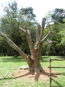 geschnitzter Baum